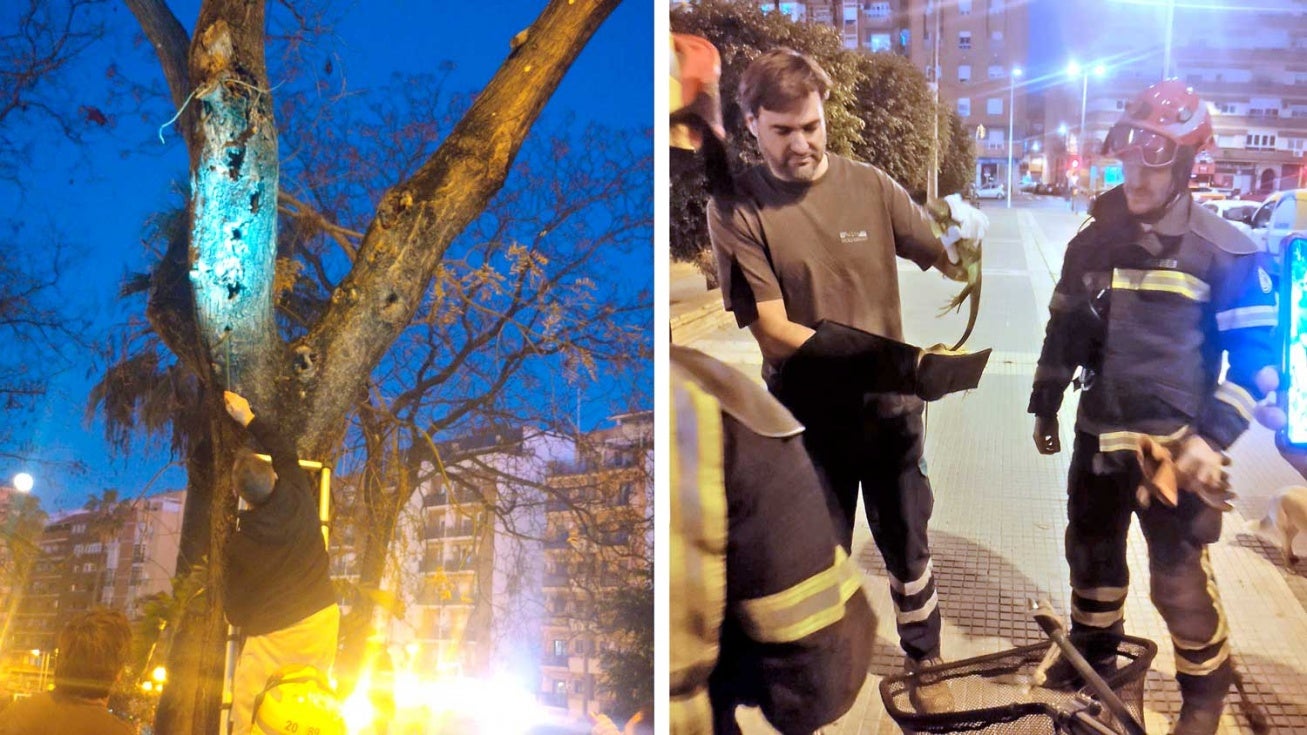 Los bomberos de la capital se movilizan para rescatar a una iguana oculta en un árbol