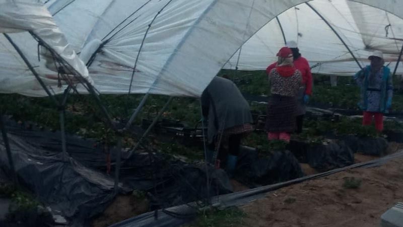 Jornaleras de Huelva en Lucha pide a la Consejería de Salud que garantice que las fincas cumplen con las medidas de prevención
