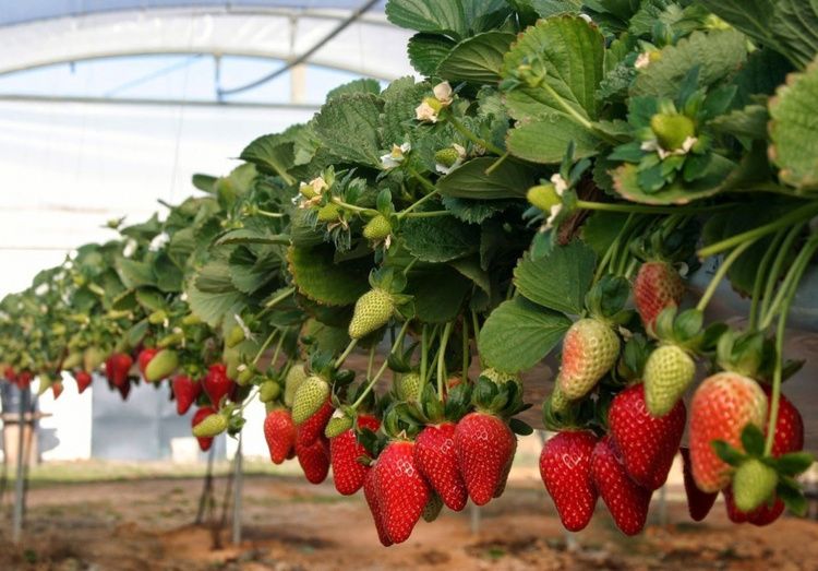 UPA Huelva pondrá en contacto a agricultores y Ayuntamientos de la provincia para ayudar en tareas de desinfección