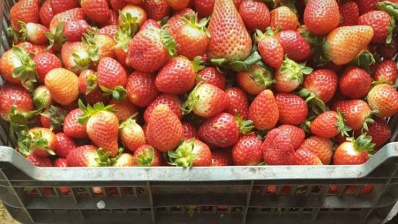 UPA critica que 'unos 80 millones de kilos de fresa de menor tamaño y con alguna deformación' se destine al uso industrial en Huelva