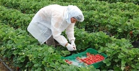 Asaja denuncia que con las restricciones impuestas 'es imposible mantener la actividad agrícola'
