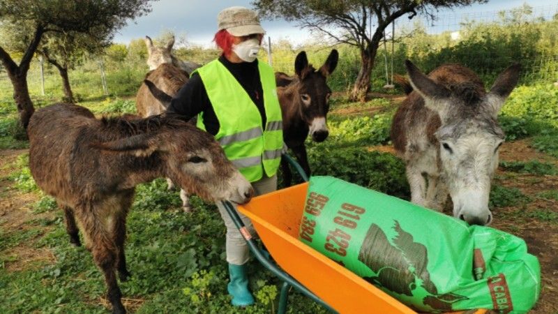 'No nos dejamos llevar por el caos', señalan los voluntarios de la Asociación 'El Burrito Feliz'