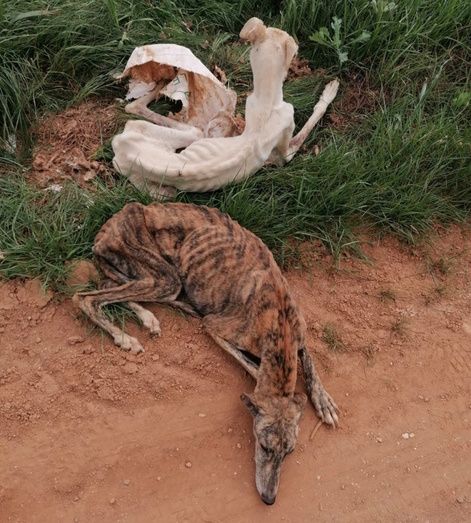 El Ayuntamiento de San Juan busca adoptantes para dos galgos esqueléticos por desnutrición