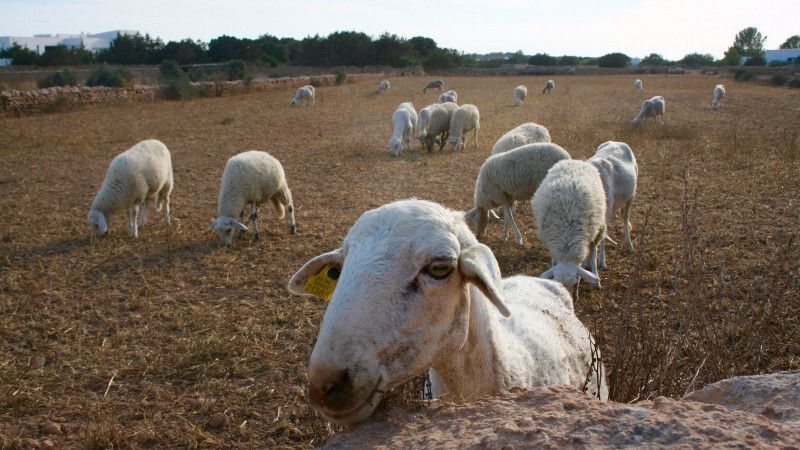 El sector ganadero vive una situación 'límite' acrecentada tras la guerra en Ucrania