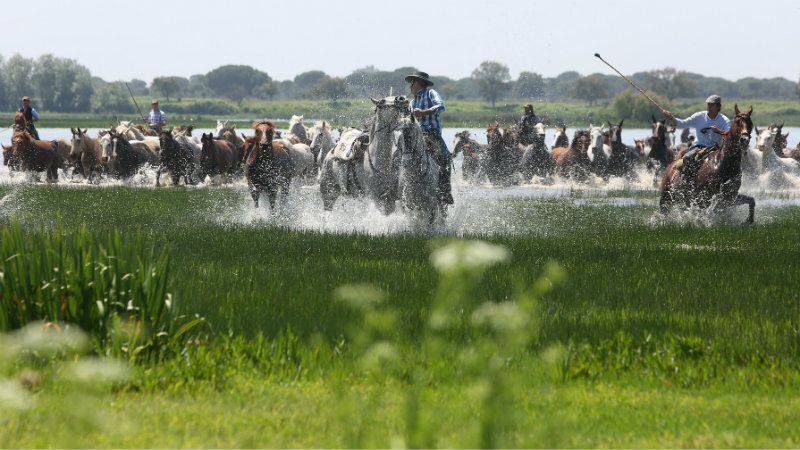 Doñana Natural Life arrancará con una recreación de la Saca de las Yeguas