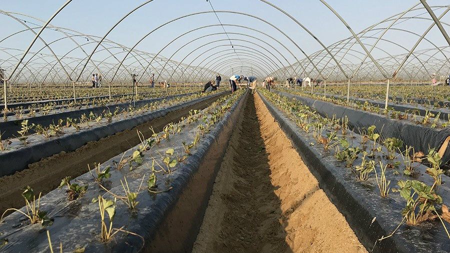 La bajada de la producción por el clima marca la campaña fresera