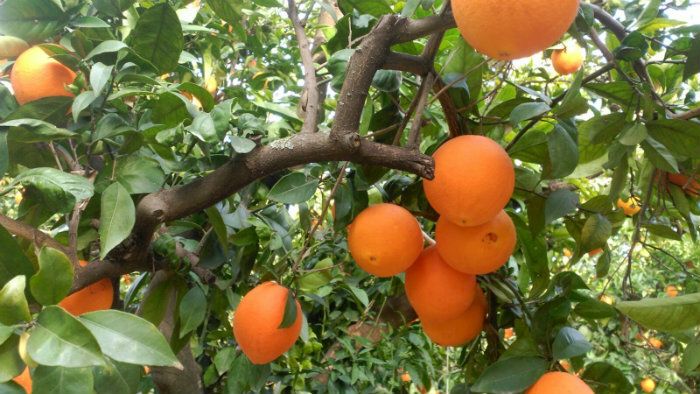 Riotinto Fruit asegura que es “falso” que la empresa no respete las subidas salariales