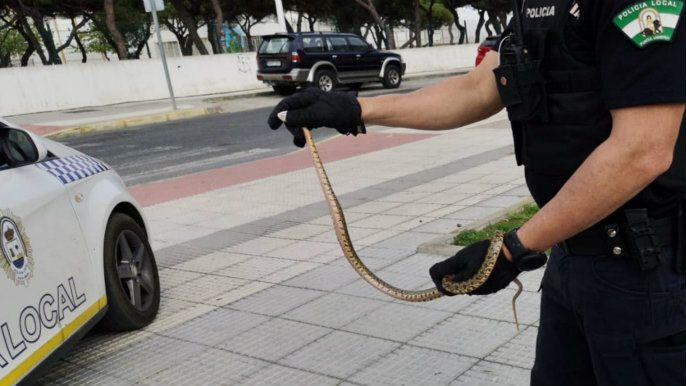 Una serpiente de grandes dimensiones causa un gran revuelo en una barriada de Punta Umbría