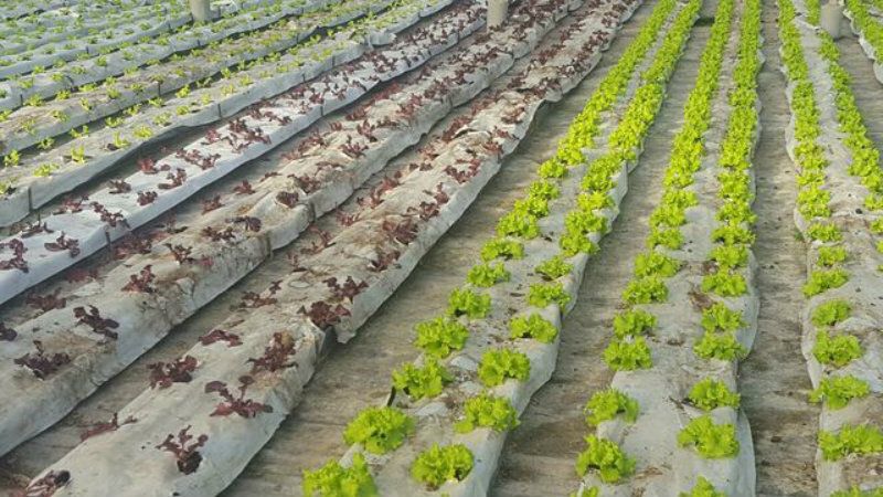 Oferta de 70 puestos de peón agrícola con discapacidad en el Condado