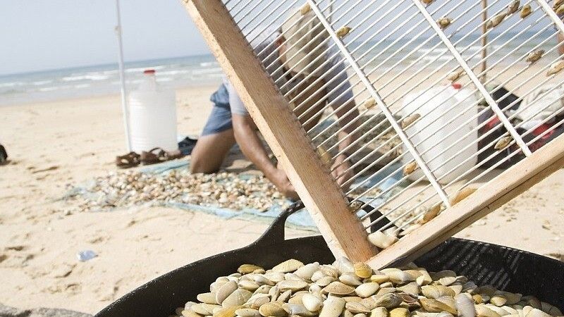 Los mariscadores de la coquina adelantan la parada biológica del 1 de mayo al 16 de abril por la caída de las ventas en un 80%