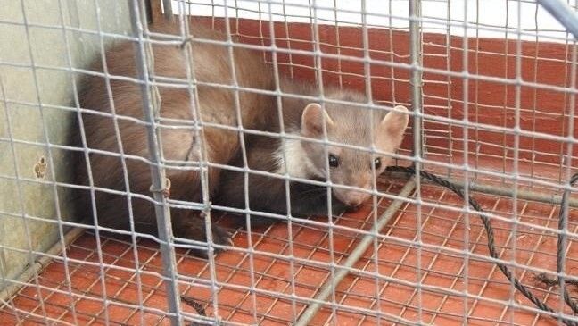 Liberan a una garduña que causaba molestias a los vecinos de Cumbres de San Bartolomé