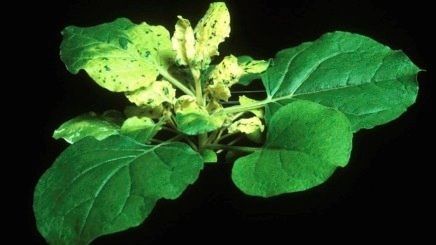 Un equipo donde participa el CSIC publica el genoma de una planta para producir vacunas contra el Covid-19