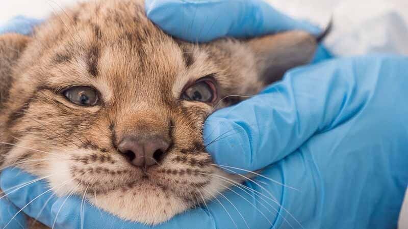 Primer chequeo a los nuevos cachorros de lince de El Acebuche