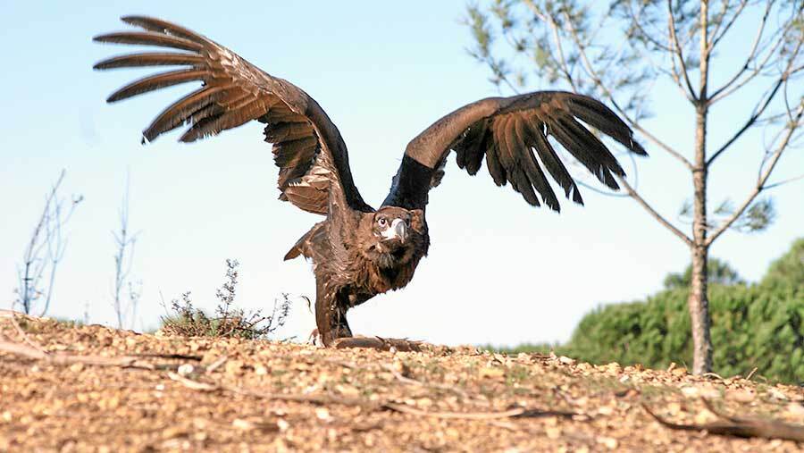 La Junta prepara un observatorio espía del buitre negro en Sierra Pelada