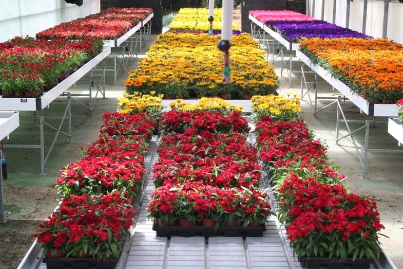 Diputación pone en marcha una nueva campaña de plantas de temporada destinada a municipios menores de 20.000 habitantes