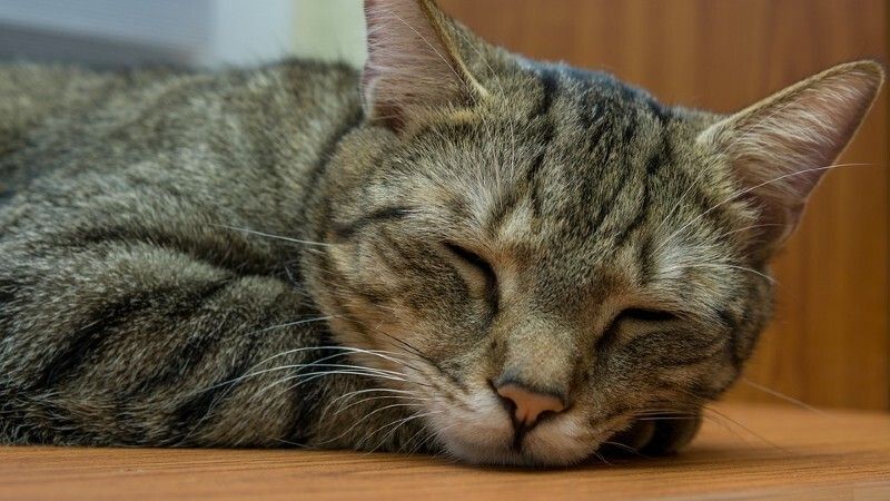 Aparecen varios gatos muertos en Ayamonte y el Ayuntamiento recuerda la prohibición de utilizar veneno