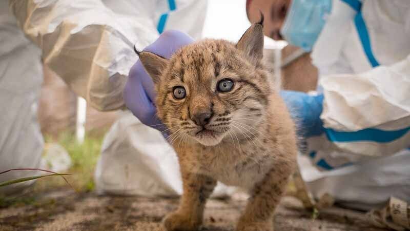 Primer chequeo a los nuevos cachorros de lince de El Acebuche