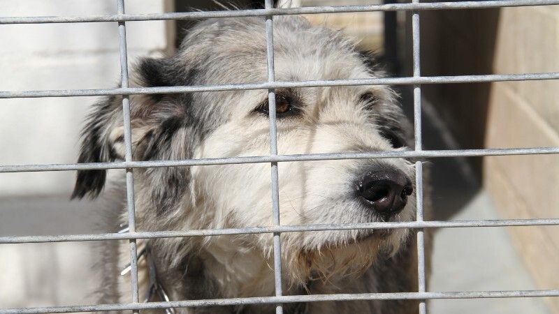 El refugio de animales lanza un SOS: urgen las adopciones al estar el centro al límite de su capacidad