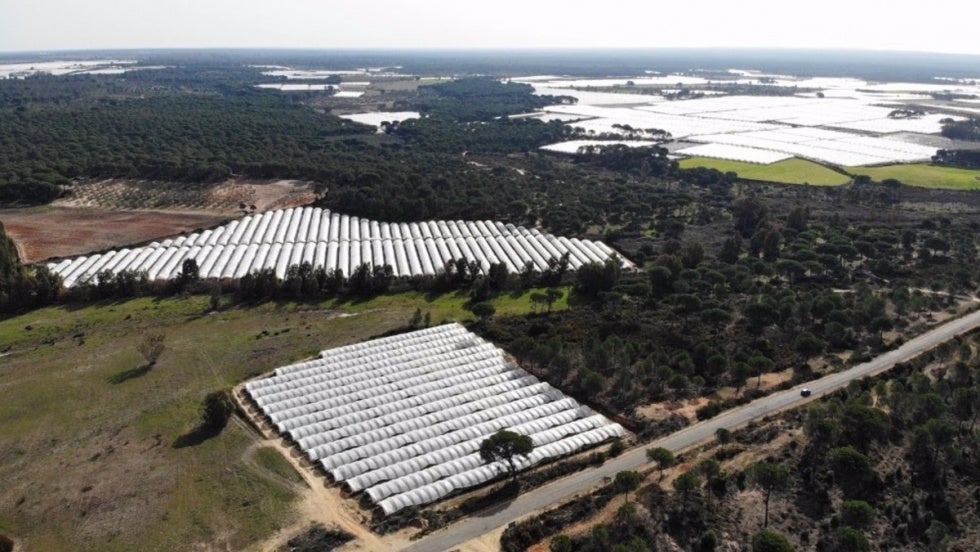 La nueva propuesta sobre los regadíos en el entorno de Doñana llega este lunes al Consejo de Participación