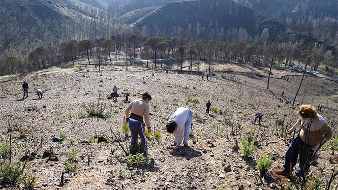 Greenpeace denuncia que Riotinto está entre los 10 municipios con peores fuegos en España sin planes preventivos