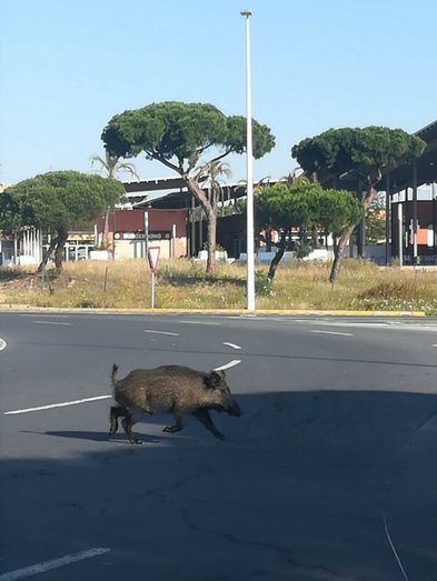 La Policía Local y la Guardia Civil de Punta logran sacar de la autovía a un jabalí que estaba poniendo en peligro el tráfico