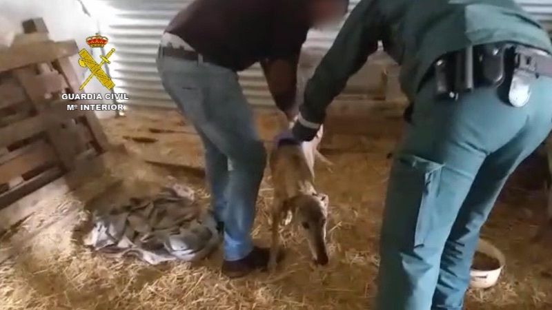 Localizan a una yegua y un galgo en situación crítica en una finca de Moguer