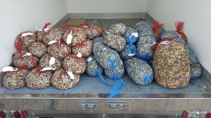 Intervienen 280 kilos de coquinas con toxinas en Isla Cristina y cierran tres centros de expedición