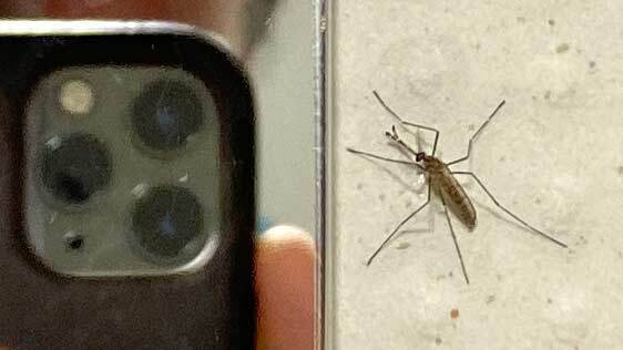 El runrún: ¡Qué mosquitos tan raros! 