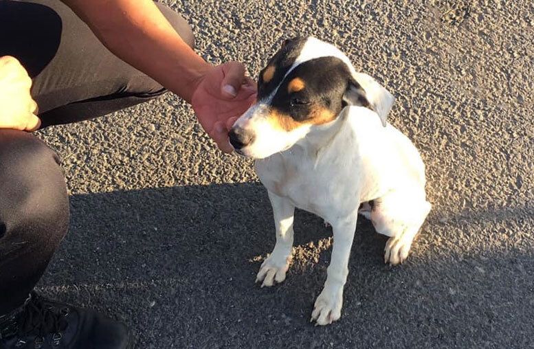 Un perro salva la vida tras empotrarse en la parrilla del coche que lo atropelló