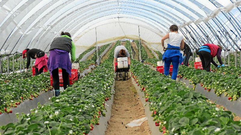 IU reclama al sector agrícola y a las administraciones que mejoren las condiciones laborales y medioambientales