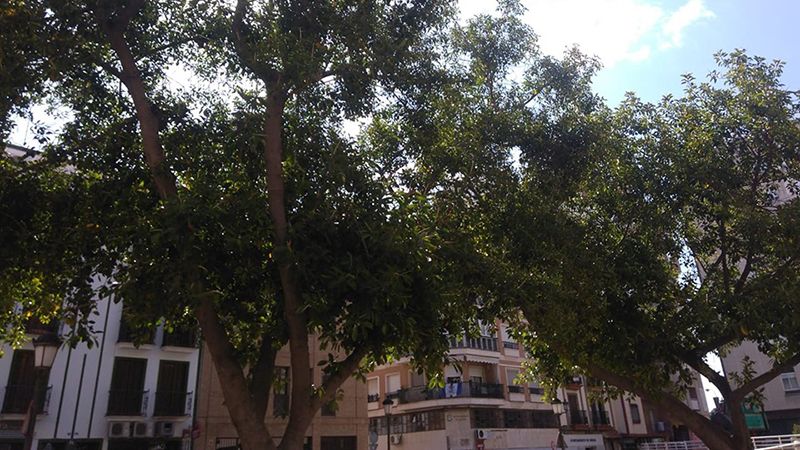 El runrún: Salvemos los ficus de la plaza Niña