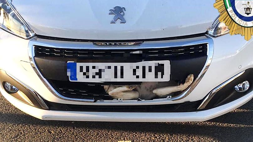 Un perro salva la vida tras empotrarse en la parrilla del coche que lo atropelló