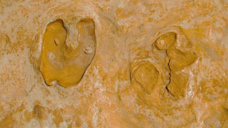  Paleontólogos estudian unas huellas fósiles halladas en la playa de Matalascañas