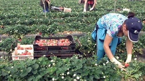 El PCA en Huelva señala que 'no hay una conspiración de comunistas radicales contra la industria agrícola'