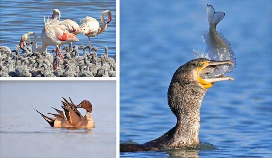 La imagen de una espátula en la Marismas del Odiel captada por un onubense da la vuelta al mundo