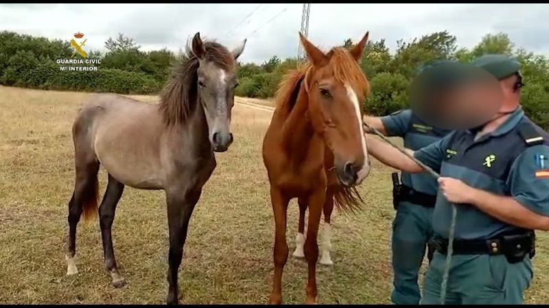 Rescatan a seis caballos en estado de 'desnutrición severa' en Almonte
