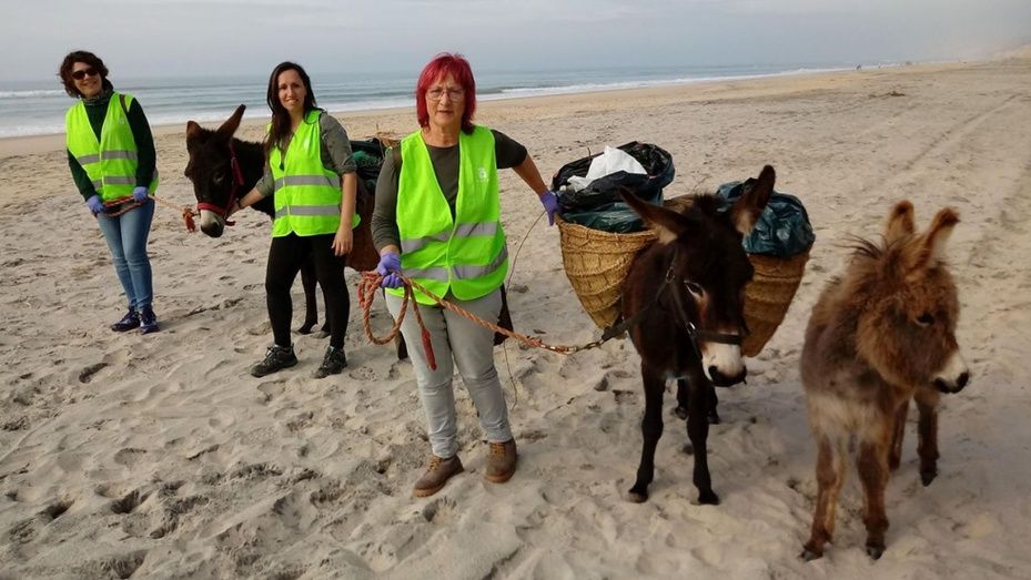 Los burritos 'limpiacostas' se afanarán en la limpieza de las playas de Doñana