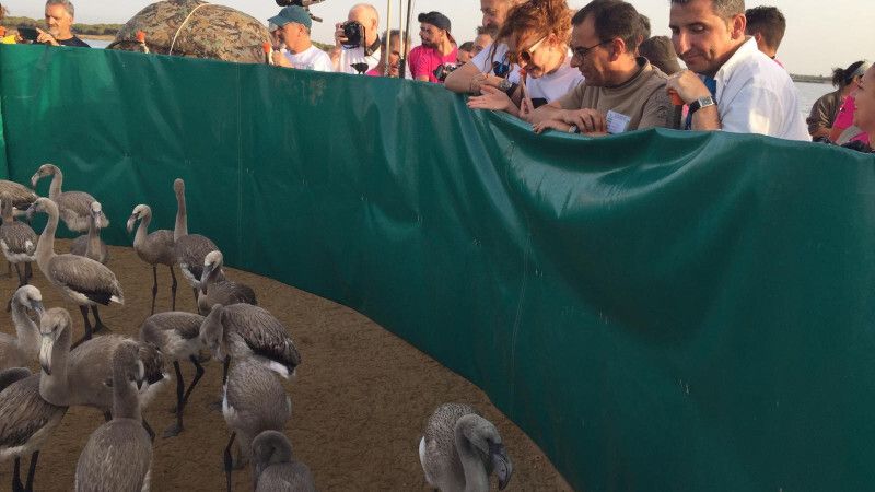 Anillan más de un centenar de pollos de flamencos en Marismas del Odiel