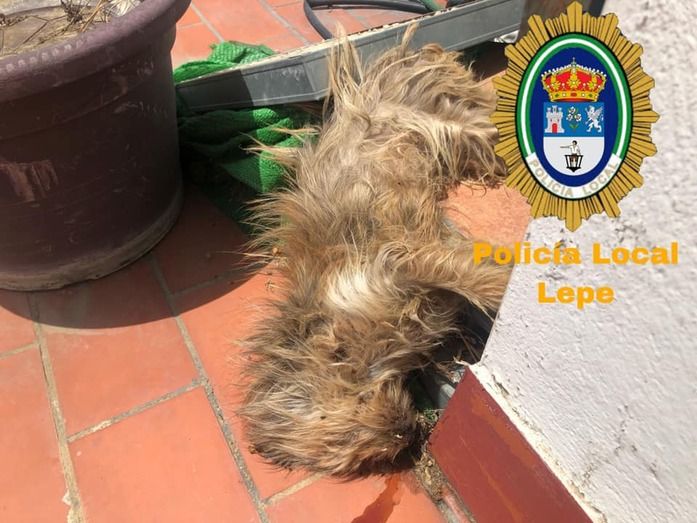 Muere un perro tras estar atado varios días sin comida ni bebida en una azotea de Lepe