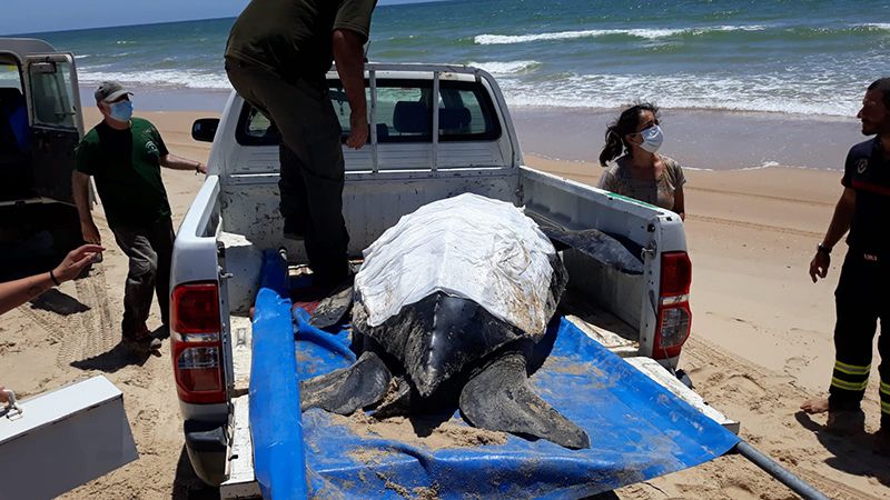 Muere la tortuga laúd rescatada en la playa de Doñana
