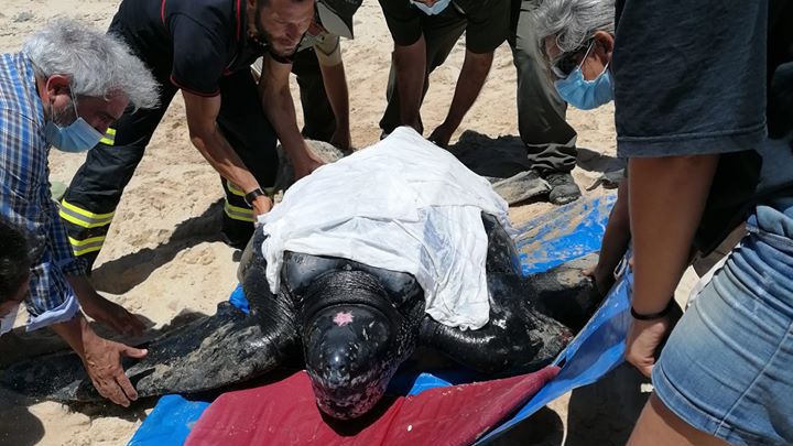 Muere la tortuga laúd rescatada en la playa de Doñana