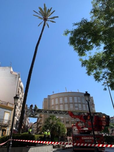 La emblemática Palmera de Quintero Báez pasa un chequeo para revisar su estado de salud