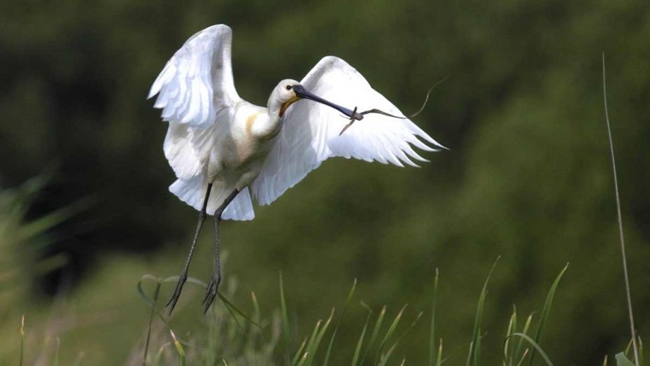 La espátula regresa a la Laguna Primera de Palos sesenta años después