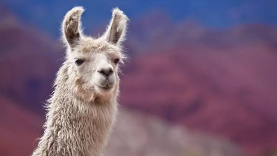 ¿Por qué las llamas podrían se clave contra el Covid-19?