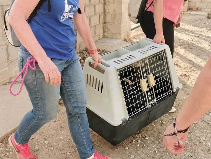 El Centro de Acogida y Atención Animal de la capital alberga a 70 animales evacuados por el incendio de Almonaster