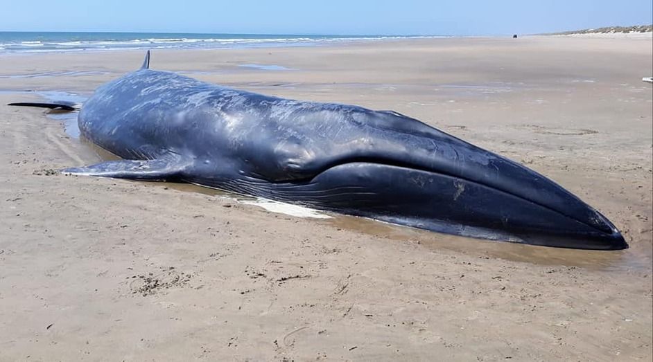 Encuentran una ballena de 14 metros varada en la costa del Parque Nacional de Doñana