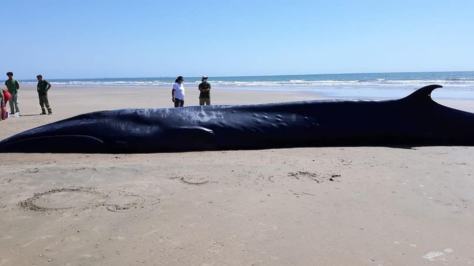 Encuentran una ballena de 14 metros varada en la costa del Parque Nacional de Doñana