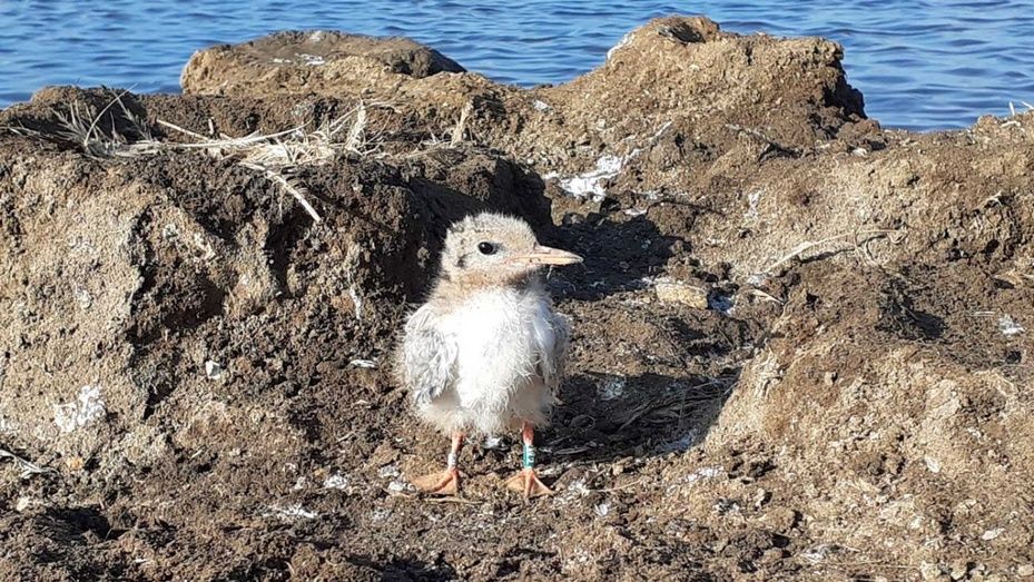 El charrán común cría por primera vez en el Paraje Natural Marismas del Odiel