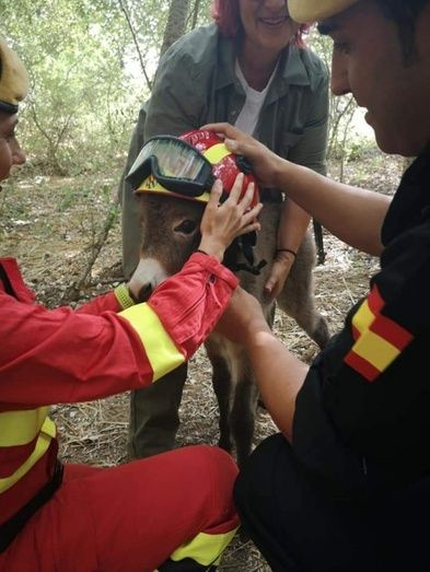 La burrita UME, estrella mediática símbolo del 'Bosque de los Sanitarios del Covid-19'