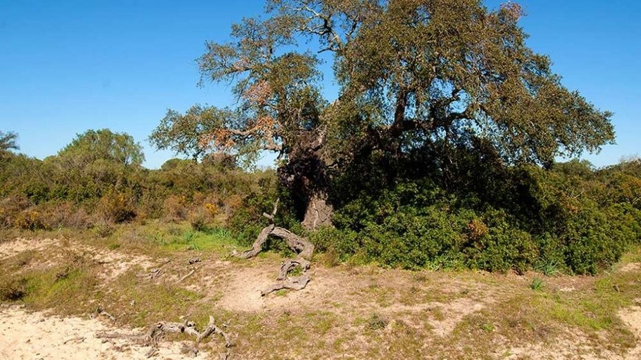 Declara el director del Espacio Natural de Doñana en una investigación por supuestas irregularidades
